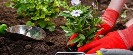 Ziemia do kwiatów i warzyw